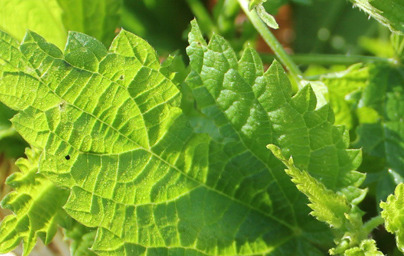 Коприва - ползите от консумацията ѝ Коприва - ползите от консумацията ѝ